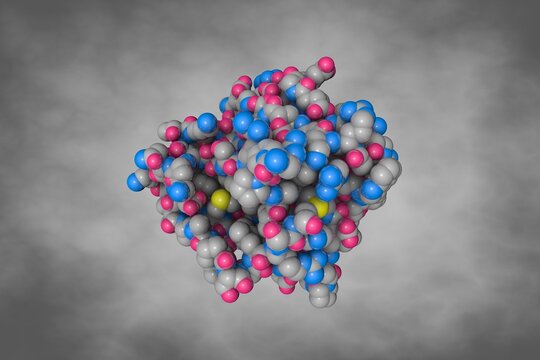 Sex hormone-binding globulin (SHBP) or sex steroid-binding protein (SSBP), a glycoprotein that binds androgens and estrogens. Space-filling molecular model on grey background. 3d illustration