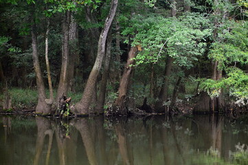Obraz premium Sumpf Landschaft im Congaree National Park, South Carolina