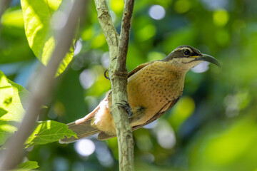Victoria's Riflebird in Queensland Australia