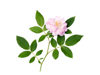 Naklejka na ściany i meble Close up Pink Rose flower on white background.
