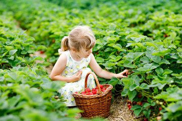 Happy little preschool girl picking and eating healthy strawberries on organic berry farm in summer, on sunny day. Child having fun with helping. Kid on strawberry plantation field, ripe red berries.