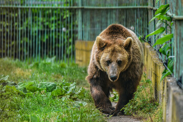 Naklejka na ściany i meble Brown bear in his enclosure at the zoo
