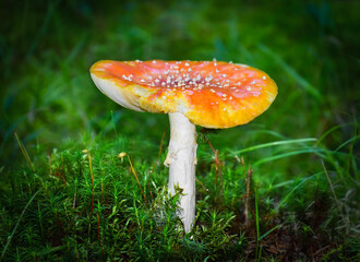 Poisonous mushroom closeup - toadstool - vignette