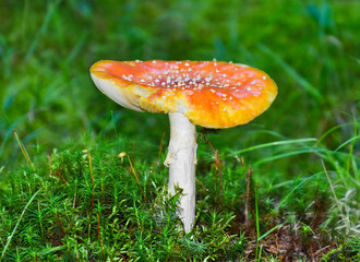 Poisonous mushroom closeup - toadstool