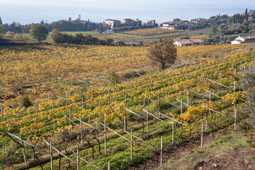 Fototapeta na wymiar Bardolino, Verona. Vigneti in autunno del tipico vino