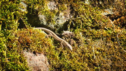 Lizard on a stone wall overgrown with moss. Animal shot of a reptile.