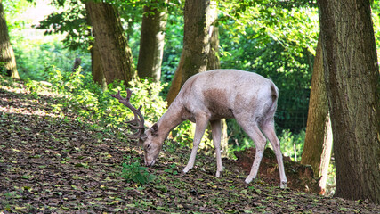 Naklejka na ściany i meble white deer isolated in a deciduous forest. Animal shot of the mammal.