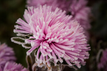 Obraz premium late autumn. pink flowers in ice