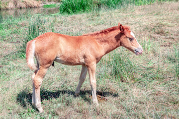 Naklejka na ściany i meble Red colt standing on the meadow . Young horse on the pasture 