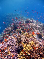 Fototapeta na wymiar red sea fish and coral reef of blue hole 