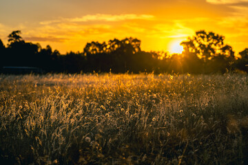 Obraz premium sunset over the field