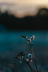 dandelion and background