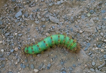 Beautiful green hairy caterpillar on a hiking trail, Torres del Paine National Park, southern Patagonia, Magallanes, Chile