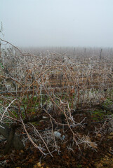 Vista con niebla durante el  invierno de viñedos de Toro, Zamora, Castilla y León.