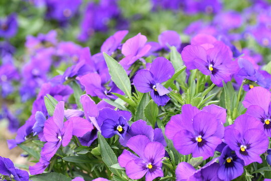 紫のスミレをガーデニングした花壇