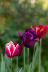 Composition of three tulips of different colors