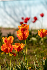 Fototapeta premium Red-orange tulips in the sun