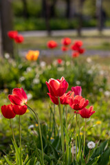 summer composition with red tulips on a blurred background