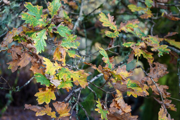 Oak leaves turning colour in the autumn fall