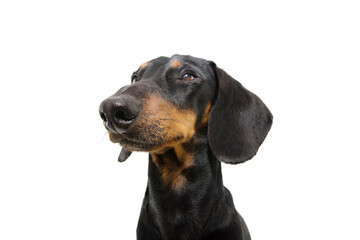 Portrait serious dachshund puppy dog looking away concentrate. Isolated on white background