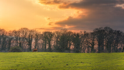 Cattle grazing at sunset in the country