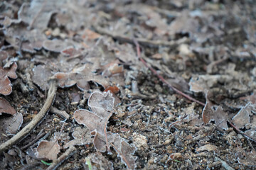 Frozen fallen leaves on the forest floor
