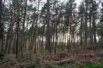 Looking in to pine woodland and bracken 