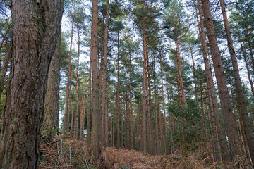 Obraz premium Looking in to pine woodland and bracken 