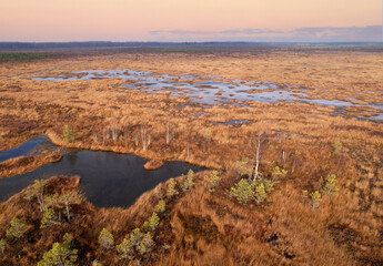 Swamp Yelnya in autumn landscape. Wild mire of Belarus. East European swamps and Peat Bogs. Ecological reserve in wildlife. Marshland at wild nature. Swampy land and wetland, marsh, bog, aerial view.
