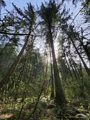 trees in the forest