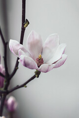 Beautiful pink magnolia flower tree branch blooming close up against white background. Spring home...