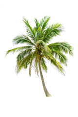 Fototapeta na wymiar Coconut tree palm isolated on white background
