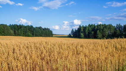 Summer landscape. Golden field of oats, forest, cumulus clouds in the sky. Bright colors of August