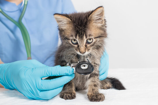 Coronavirus and pneumonia in a cat. The veterinarian examines the heart and lungs of the kitten with a stethoscope.