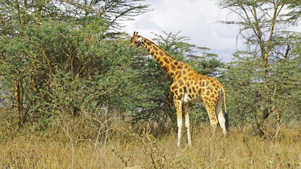 The giraffe walks the African savannah among acacia trees in Kenya's National Park and feeds on a sunny day.