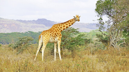 The giraffe walks the African savannah among acacia trees in Kenya's National Park and feeds on a sunny day.