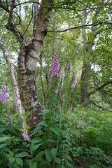 Pink foxgloves growing in woodland