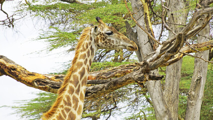 Giraffe close up. Giraffe in the African savannah in Kenya National Park.