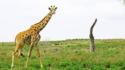 The giraffe walks the African savannah among acacia trees in Kenya's National Park and feeds on a sunny day.