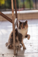 cute  cat feeding with cat food on the Street. kitten playing with rope and looking at camera