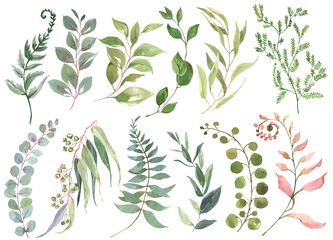 Watercolor green branches, hand drawn clipart of leaves and branches, wild herbs and leaves. Set of different types of eucalyptus. For creativity, scrapbooking, postcards, business cards, wedding deco