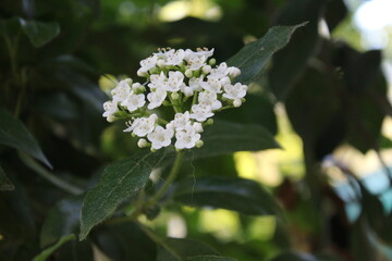 Weiße Blumen in einer natürlichen Umgebung. Kiesel-Hintergrund. Weiße Blütenblätter, ganz nah. Grüner, unscharfer Hintergrund von weißen Blütenständen. Kamille ist eine Heilpflanze. Holunder.