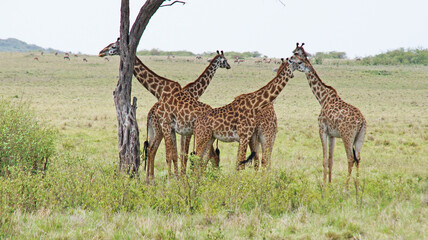 A group of giraffes stands under a large tree. Giraffes hide in the shade of a tree from the scorching African sun at noon in a national park in Kenya. A group of giraffes and one giraffe stands alone