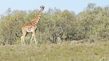 The giraffe walks the African savannah among acacia trees in Kenya's National Park and feeds on a sunny day.