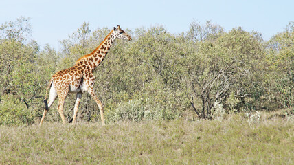 Naklejka na ściany i meble The giraffe walks the African savannah among acacia trees in Kenya's National Park and feeds on a sunny day.