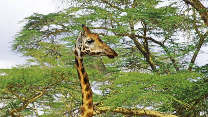 Giraffe close up. Giraffe in the African savannah in Kenya National Park.