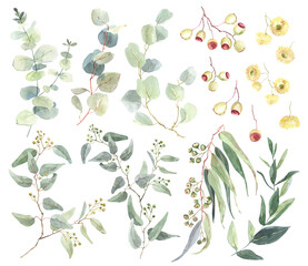 Watercolor eucalyptus branches, hand drawn eucalyptus leaves and flowers clipart. Set of different types of eucalyptus. For creativity, scrapbooking, postcards, business cards, wedding decoration