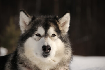 Adult dog breed Alaskan Malamute close-up in winter in sunny weather horizontal photo