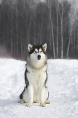 An adult dog of the Alaskan Malamute breed sits on a forest path in winter in sunny weather looking straight ahead vertical photo