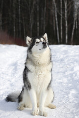 An adult dog of the Alaskan Malamute breed sits on a forest path in winter in sunny weather looks up at the sky vertical photo